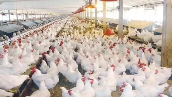 أسعار الدواجن تشهد تراجعاً غير متوقع في مصر: تفاصيل انخفاض الأسعار اليوم الأربعاء 17 يونيو 2026