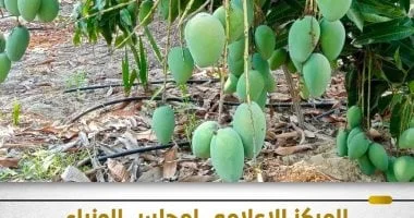 الحكومة تنفي شائعات غياب الرقابة على المواد الكيميائية في الفاكهة وتؤكد التزامها بالمعايير الزراعية