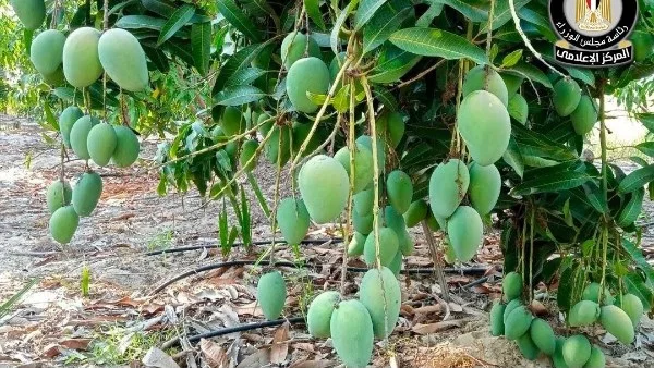 الحكومة توضح الحقائق حول استخدام المواد الكيميائية في نضج الفاكهة: بيان رسمي يكشف الضوابط والرقابة