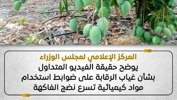 وزارة الزراعة توضح حقيقة غياب الرقابة على استخدام مواد كيميائية لتسريع نضج الفاكهة بعد تداول فيديو مثير للجدل