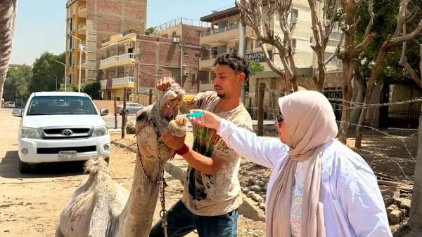 وزارة الزراعة تطلق 201 قافلة بيطرية مجانية في مايو لدعم المربين وتعزيز صحة الثروة الحيوانية