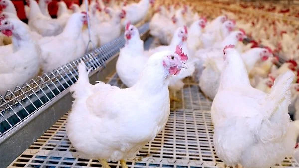 البحوث الزراعية ترد على الشائعات: كيف استعاد قطاع الدواجن والبيض ثقة المصريين؟