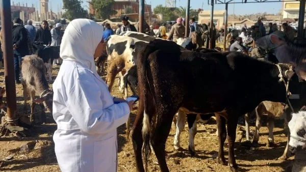 جهود وزارة الزراعة: متابعة صحية لأكثر من 86 ألف رأس من الأبقار لمكافحة الأمراض الحيوانية