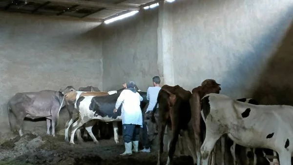 8 ملايين جرعة تحصين لحماية الثروة الحيوانية وتعزيز الإنتاج في مصر