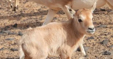 محمية الملك سلمان تستعيد المها العربي بعد 90 عامًا من الغياب: إنجاز بيئي يبرز جهود حماية التنوع البيولوجي