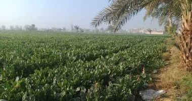 قانون 164 لسنة 2019: عقوبات صارمة للموظفين المتعدين على الأراضي الزراعية لحماية الأمن الاقتصادي