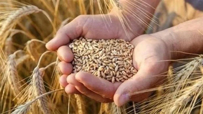 استقرار أسعار الأرز الشعير في الأسواق المحلية اليوم الاثنين 22 يونيو 2026