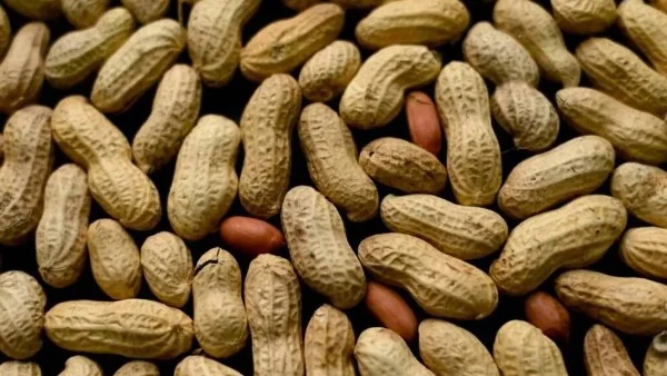 حملة رقابية تكشف مخاطر مادة الترترازين الصفراء في تسالي الأطفال ببني سويف