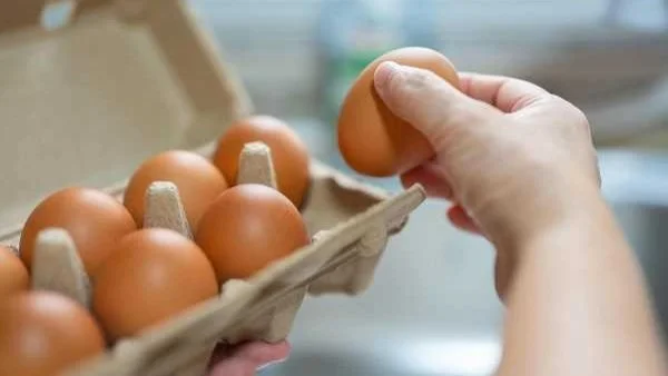 مصر تتجه نحو تصدير البيض البودرة: الأردن في الصدارة وفتح آفاق جديدة للعملة الصعبة