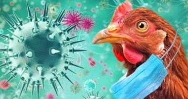 هندوراس تفرض إجراءات طارئة بعد ذبح 32 ألف دجاجة لمكافحة إنفلونزا الطيور