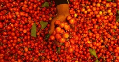 وزارة التموين تطرح الطماطم بسعر 15 جنيهاً في المجمعات الاستهلاكية: تفاصيل الأسعار والسلع المتاحة