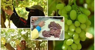 زيادة تاريخية في الصادرات الزراعية المصرية تتجاوز 300% بفضل استراتيجيات الوزارة