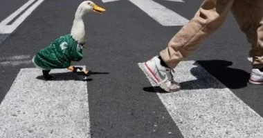 بطة المونديال ميرلين تُعرض للبيع بـ800 ألف بيزو: المالكة ترفض العروض المغرية!