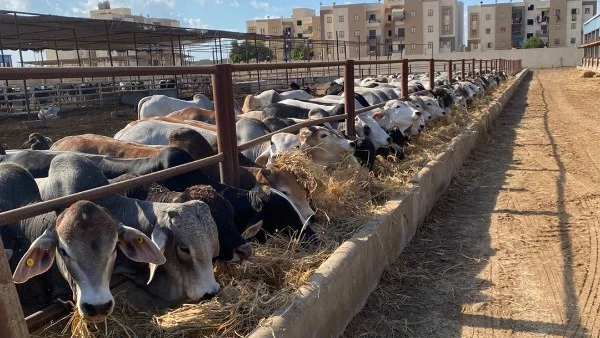 انخفاض ملحوظ في أسعار اللحوم الحية بمصر: تراجع 50 جنيهًا للكيلو وسعر اللحم البلدي يتراوح بين 350 و420 جنيهًا