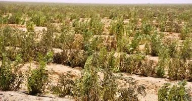 عقوبات مشددة تشمل الحبس والغرامة لمن يقيم محاجر على الأراضي الزراعية بشكل غير قانوني