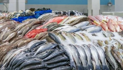 استقرار أسعار السمك والجمبري في مصر اليوم الأحد 28 يونيو 2026: تفاصيل الأسعار والأنواع المتاحة