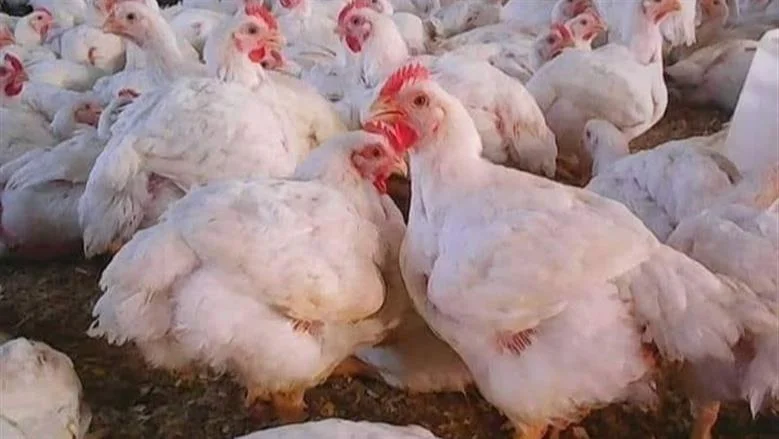 خبير دواجن يكشف عن أسباب تراجع أسعار الفراخ في السوق المصرية