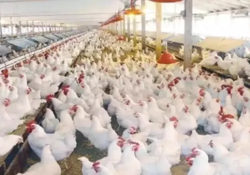 أسعار الدواجن تشهد تراجعاً غير متوقع في مصر: تفاصيل انخفاض الأسعار اليوم الأربعاء 17 يونيو 2026
