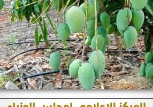 الحكومة تنفي شائعات غياب الرقابة على المواد الكيميائية في الفاكهة وتؤكد التزامها بالمعايير الزراعية
