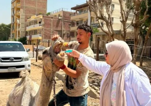 وزارة الزراعة تطلق 201 قافلة بيطرية مجانية في مايو لدعم المربين وتعزيز صحة الثروة الحيوانية