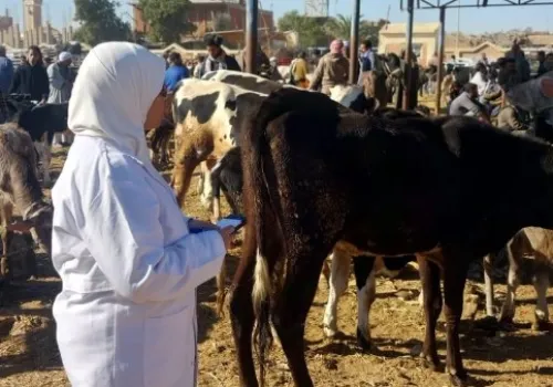 جهود وزارة الزراعة: متابعة صحية لأكثر من 86 ألف رأس من الأبقار لمكافحة الأمراض الحيوانية
