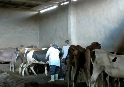 8 ملايين جرعة تحصين لحماية الثروة الحيوانية وتعزيز الإنتاج في مصر