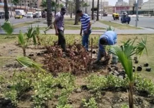 مجلس الوزراء يعلن نجاح المرحلة الرابعة من مبادرة '100 مليون شجرة' بزراعة 200 ألف شجرة جديدة