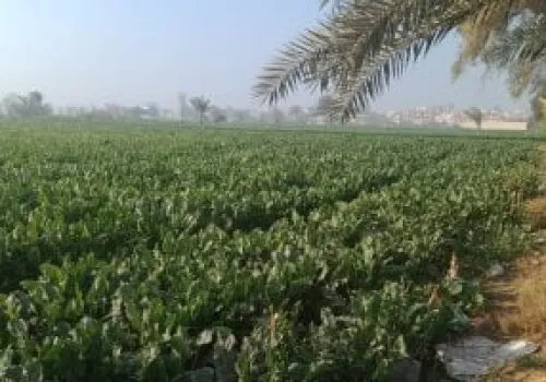 قانون 164 لسنة 2019: عقوبات صارمة للموظفين المتعدين على الأراضي الزراعية لحماية الأمن الاقتصادي