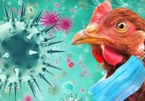 هندوراس تفرض إجراءات طارئة بعد ذبح 32 ألف دجاجة لمكافحة إنفلونزا الطيور