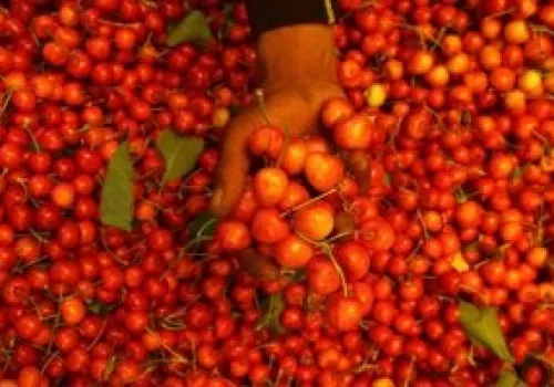 وزارة التموين تطرح الطماطم بسعر 15 جنيهاً في المجمعات الاستهلاكية: تفاصيل الأسعار والسلع المتاحة