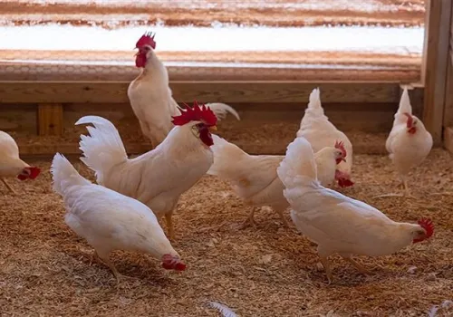تراجع ملحوظ في أسعار الفراخ البيضاء اليوم الخميس 25 يونيو 2026: تفاصيل السوق والمزارع