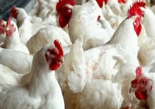 أسعار الدواجن تنخفض بشكل ملحوظ: فقدان أكثر من 50 جنيهًا في الكيلو خلال أشهر