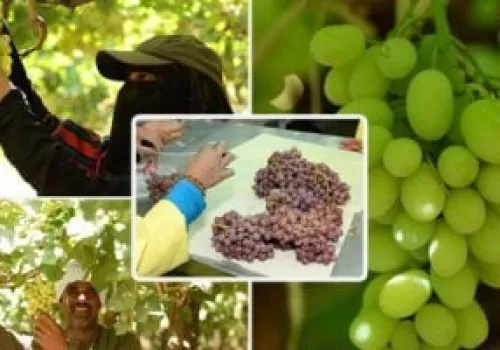 زيادة تاريخية في الصادرات الزراعية المصرية تتجاوز 300% بفضل استراتيجيات الوزارة