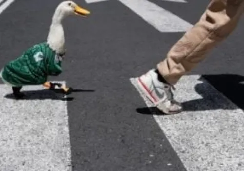 بطة المونديال ميرلين تُعرض للبيع بـ800 ألف بيزو: المالكة ترفض العروض المغرية!