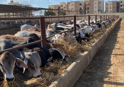 انخفاض ملحوظ في أسعار اللحوم الحية بمصر: تراجع 50 جنيهًا للكيلو وسعر اللحم البلدي يتراوح بين 350 و420 جنيهًا