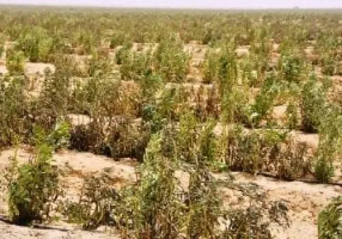 عقوبات مشددة تشمل الحبس والغرامة لمن يقيم محاجر على الأراضي الزراعية بشكل غير قانوني