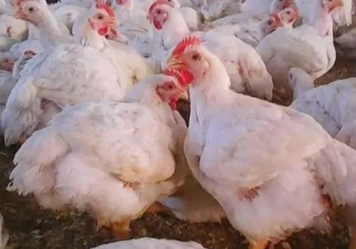 خبير دواجن يكشف عن أسباب تراجع أسعار الفراخ في السوق المصرية