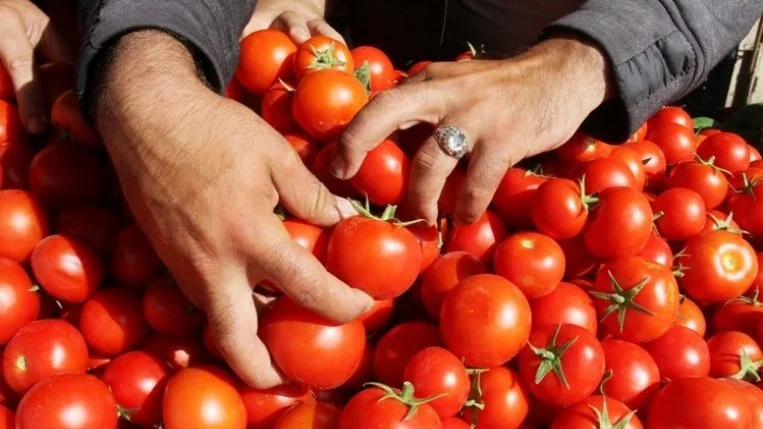 أسعار الطماطم تشهد تراجعاً حاداً في الأسواق المصرية: من 20 إلى 10 جنيهات للكيلو