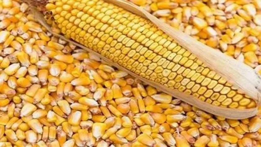 مصر تسجل ارتفاعًا في واردات الذرة الصفراء بـ 5.37 مليون طن خلال النصف الأول من 2026