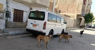 وزارة الزراعة تكشف عن استراتيجية إنسانية لمواجهة الكلاب الضالة: لا لعمليات القتل الجماعي