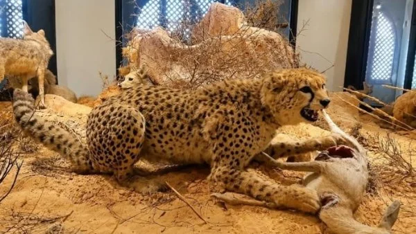 الفهد الصحراوي في ليبيا: علامة انقراض تُهدد التنوع البيولوجي في الصحراء الكبرى