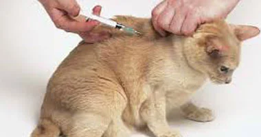 حملة تحصين مجانية ضد السعار: مركز وقاء يطلق مبادرة لحماية الحيوانات الأليفة في تبوك