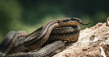 ثعبان يلدغ طفلة أمريكية أثناء فتح طرد أمازون في كاليفورنيا: تفاصيل الحادث المروع وحالة الطفلة الصحية