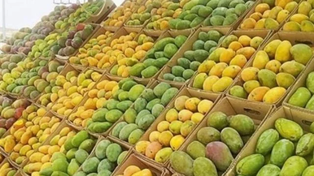 أسعار المانجو اليوم السبت: استقرار في السوق مع تنوع الأصناف المتاحة