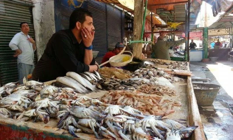 استقرار أسعار الأسماك في مصر: البلطي عند 73 جنيهًا والجمبري يشهد تراجعات ملحوظة