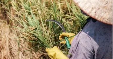 تأثير جفاف آسيا وظاهرة 'إل نينيو' على حقول الأرز: أزمة تلوح في أفق المزارعين