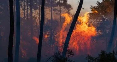 الجزائر تواجه تحديًا كبيرًا مع اندلاع 80 حريقًا في 24 ساعة: السيطرة على 72 منها والجيش يتدخل بالمروحيات