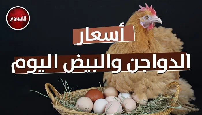 تحركات ملحوظة في أسعار الدواجن والبيض في مصر اليوم الإثنين 27 يوليو 2026
