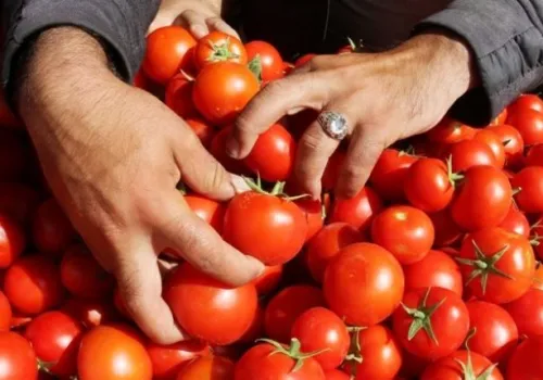 أسعار الطماطم تشهد تراجعاً حاداً في الأسواق المصرية: من 20 إلى 10 جنيهات للكيلو