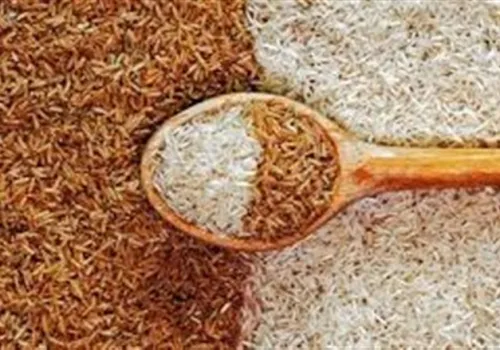استقرار أسعار الأرز الشعير في مصر: طن الأرز يبدأ من 14 ألف جنيه اليوم 20 يوليو 2026